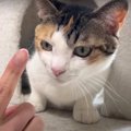 猫ちゃん、人見知り発動！早く打ち解けるには？