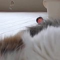 ふと家にある『見守りカメラ』を覗いたら、愛猫が…完全に想定外な『尊すぎ…