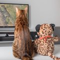 猫も楽しいの？猫が『テレビを見ている』ときのキモチ3選　人とは違う…