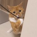 室内にレジャー施設？！紐で猫を釣る♪