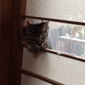 素敵な春を迎えるために気をつけたい！春先に猫がかかりやすい病気