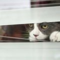 猫が隙あらば『やってみたい』と思っている4つのこと