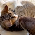寝ているカワウソが気になっている様子の赤ちゃん猫→そっと見守ってみたら…