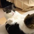 『猫パンチされたニャ！』親子喧嘩をする猫ちゃんたち