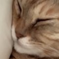 飼い主『仕事に行けない』→毎朝、腕の中で眠る猫…たまらなく可愛い光景に…