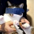 目隠し？猫ちゃんの爪を切る為に色んな方法を試してみた！