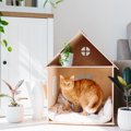 猫が『居心地がいい』と感じる家の条件6つ　快適に過ごしてもらえる環境の…