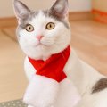 Laylaの１２猫占い 12/9～12/15までのあなたと猫ちゃんの運勢