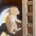 祠の中から"助けを求めるように鳴いていた子猫たち"→保護し…
