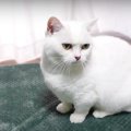 飼い主さんを観察する猫ちゃんたち！その目的は？