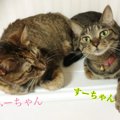 『すーさん、ふーさん』里親譲渡会で出会った２匹の猫との暮らし