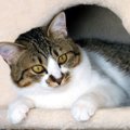 愛猫の『生活の質をアップする方法』4選　大事なのは“猫ファースト”と…
