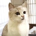 捨てられた飼い猫が出産…尊い子猫の姿に感動！