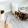 猫との暮らしが豊かになる『ペット家電』5選　あると便利な理由や使い方の…