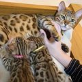 『猫夫婦と生後1ヶ月の子猫たち』による日常が尊すぎ…幸せ溢れる光景…