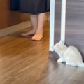 待ち伏せする子猫→ママが近づいてくると……思わず笑っちゃう『可愛すぎる瞬…