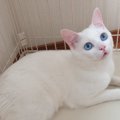 美猫セツちゃんを有名にした残念すぎる寝顔とは！