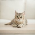 猫が『忘れやすい人』っている？３つの特徴と覚えてもらうコツ