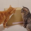 『臨機応変に対応？』ダンボールチャレンジする猫ちゃん