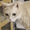 息子の部屋で『帰りを待っていた猫』…帰宅した直後に見せた『可愛すぎる行…
