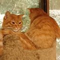 2匹の猫が『雪』に対して見せた反応…温度差ありすぎな光景がおもしろ…