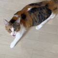 猫と『2週間ぶりに別々で寝た』結果…"寂しさ全開"な姿が尊…