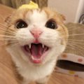 「おしゃべりな猫」と「無口な猫」の違い３つ