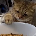 味の確認は任せて！猫ちゃんのちゃっかりお手伝い？？