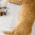 遊び疲れて爆睡していた猫→『顔』を見てみたら…装着していた『予想外のモ…