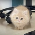 生後2ヵ月の子猫ちゃん♡初日のハプニングにドキドキ