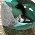 猫が「ひきこもる」ときの５つの理由