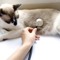 まるで妊娠中！避妊手術済みの猫のお腹が膨らんで「胎動する」姿にネット…