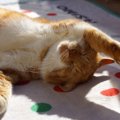 愛猫を守るためにやるべき『熱中症』対策5選　なりやすい猫の特徴も解説