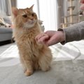 猫に『お手・待て』を覚えてもらう方法3つ　習得するメリットや教える…