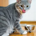 猫舌の由来はどこからきてる？語源や猫が猫舌の原因