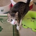 猫ちゃんの気持ちを読み取ったつもりがちょっと残念な結果に...！？