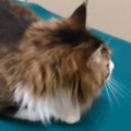 動物病院にやってきた『元ボス猫』→『注射』の時間になると…驚きの光景が1…