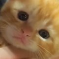 子猫が『初めての爪切り』に挑戦した結果…ずっと見ていたくなる『尊す…