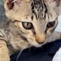 帰宅中に突然『子猫』が近づいてきて……子猫がとった『まさかの行動』と保…