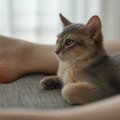 足の間でくつろぐのが好きな子猫→成長した結果……とんでもなく尊い『ビ…