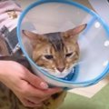 エリカラを外しちゃう猫くんのささやかな抵抗