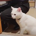 飛び抜けて人懐っこい！！人間LOVEな猫ちゃん♡