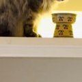 天袋に行きたがる猫のために『DIY』した結果…想像を超えてくる仕上が…