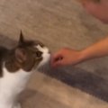猫が久しぶりに帰ってきた"大好きなお兄ちゃん"と『再会』…
