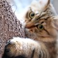 猫の習性から『家具を守る』ための対策術3つ　爪とぎや急な嘔吐への備…
