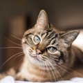 猫は密かに家族を『ランク付け』している？！愛猫の態度ににじみ出る格付…