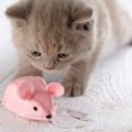 猫が『ネズミを食べる』って実は超危険！？3つの理由と予防策