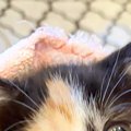ピンクのタオルにくるまれた子猫→顔を見ると…爪切り直後の『尊すぎる…