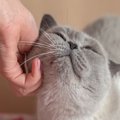 猫たちをうっとりさせる『とろける撫でテク』4つのポイント　猫を虜にさせ…