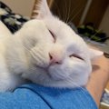 飼い主と本当に信頼し合っている猫がする行動５つ